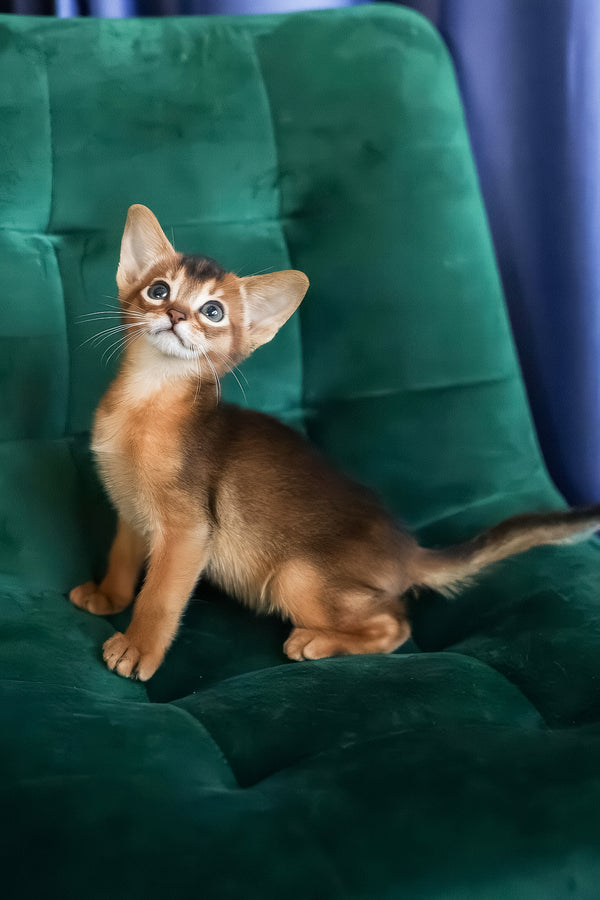 Malika | Abyssinian Kitten