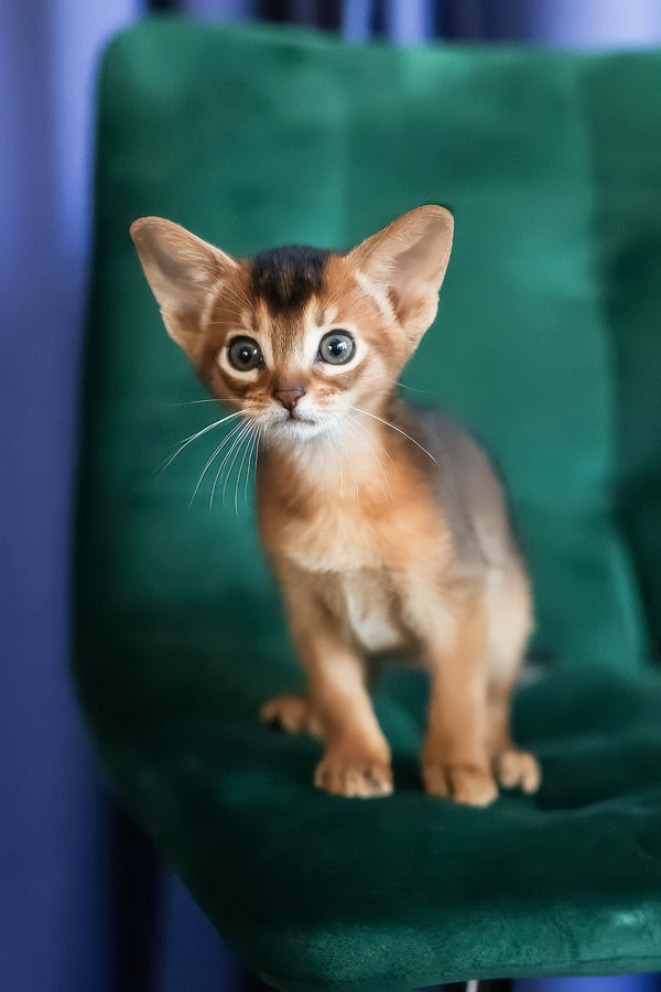 Malika | Abyssinian Kitten