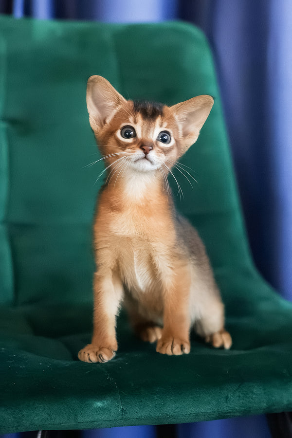 Malika | Abyssinian Kitten