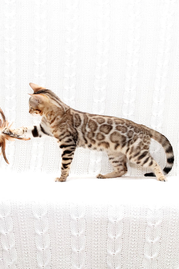 Malina | Bengal Kitten