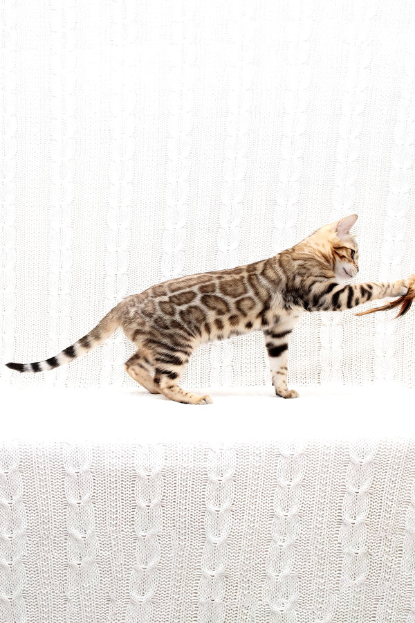Malina | Bengal Kitten