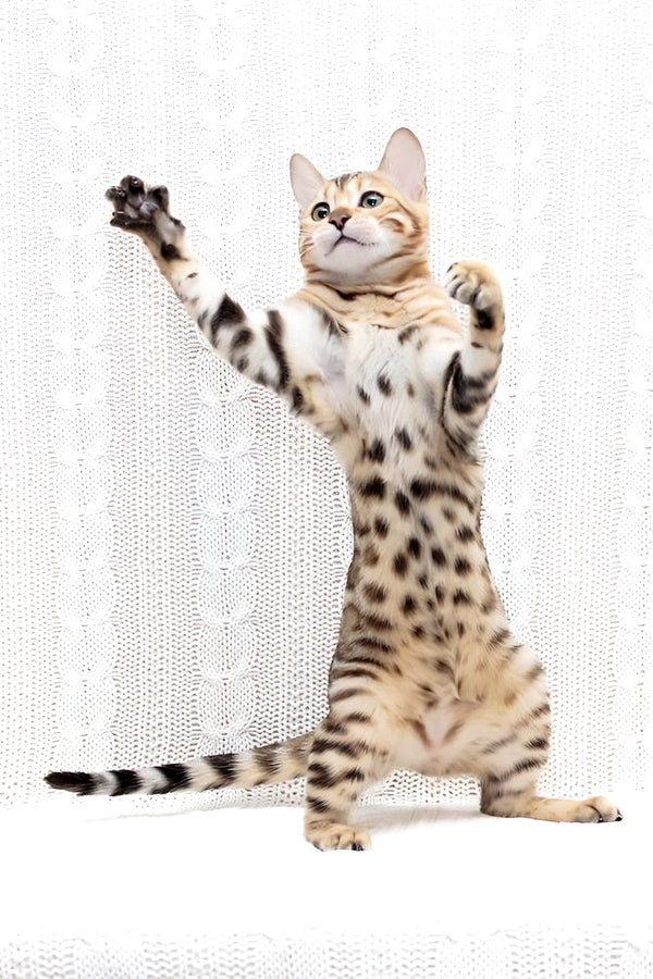 Malina | Bengal Kitten