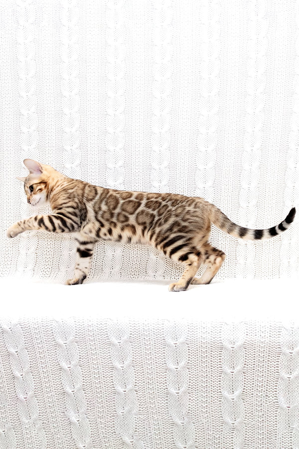 Malina | Bengal Kitten