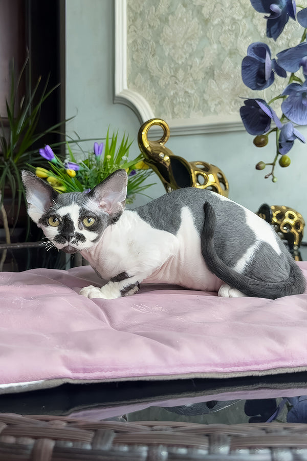 Malta | Devon Rex Kitten
