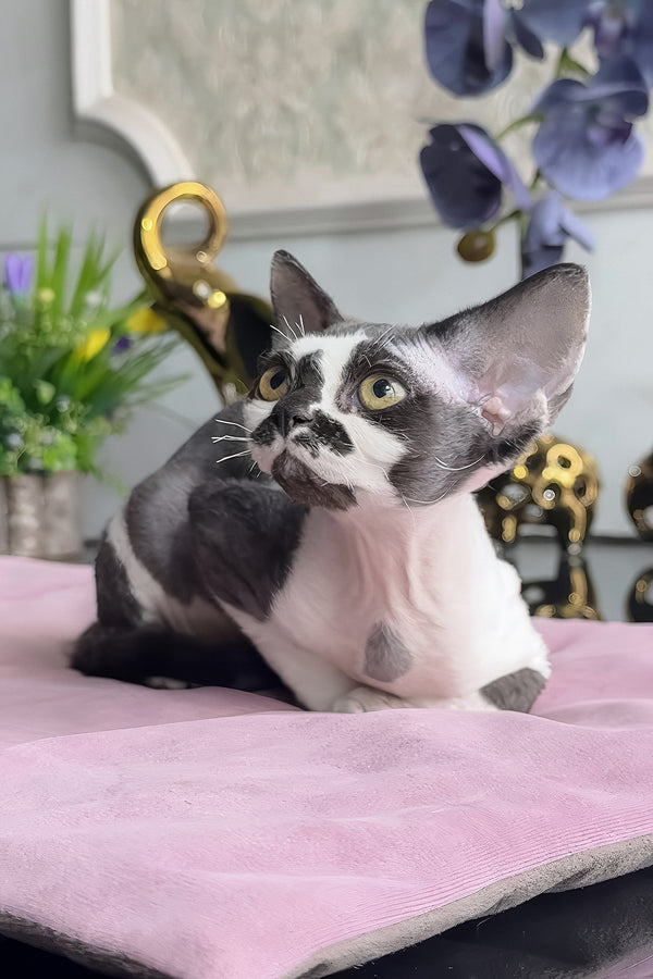 Malta | Devon Rex Kitten