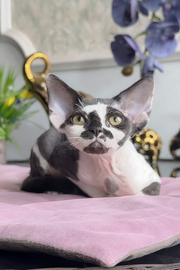 Malta | Devon Rex Kitten