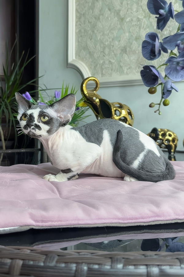 Malta | Devon Rex Kitten