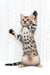 Mango | Bengal Kitten
