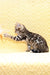Mango | Bengal Kitten
