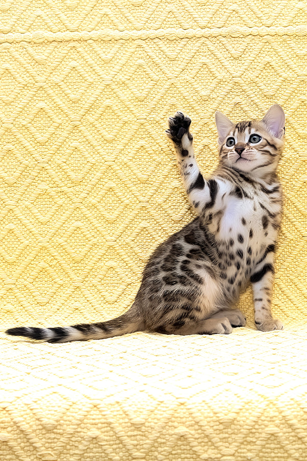 Mango | Bengal Kitten