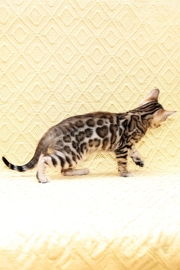 Mango | Bengal Kitten