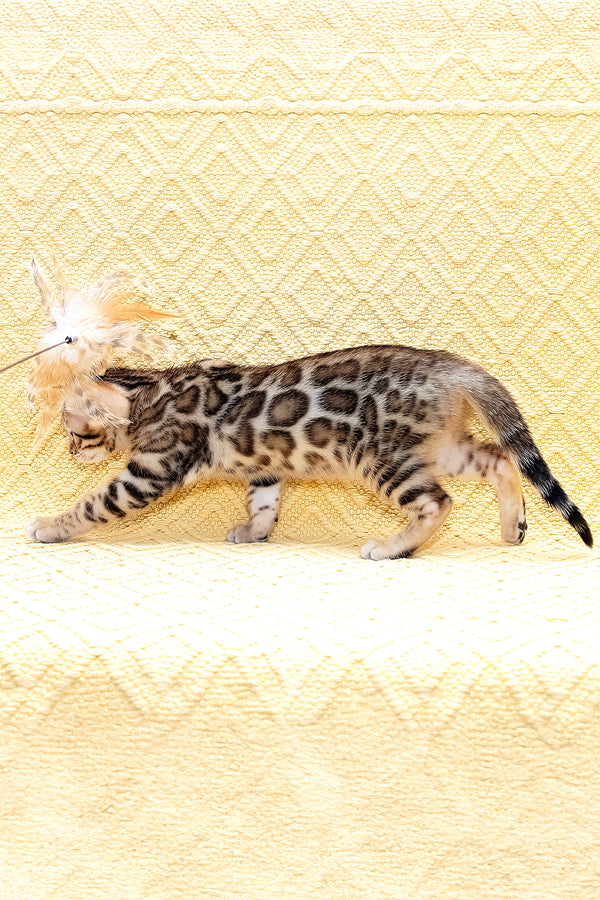 Mango | Bengal Kitten