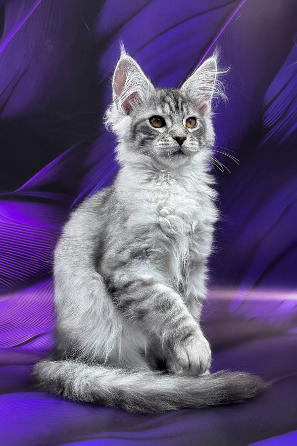 Marcel | Maine Coon Kitten
