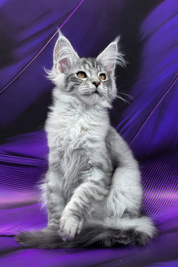 Marcel | Maine Coon Kitten
