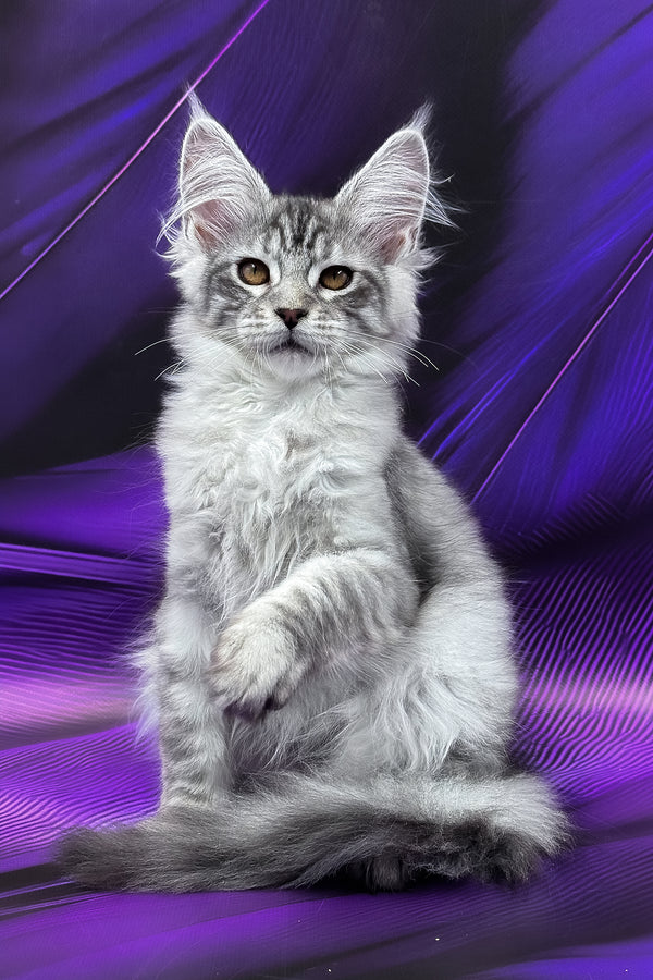 Marcel | Maine Coon Kitten
