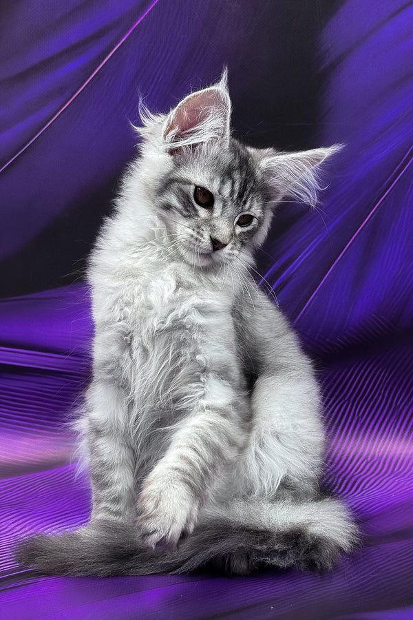 Marcel | Maine Coon Kitten