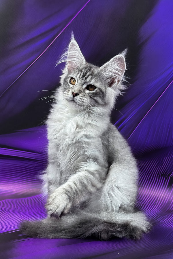 Marcel | Maine Coon Kitten