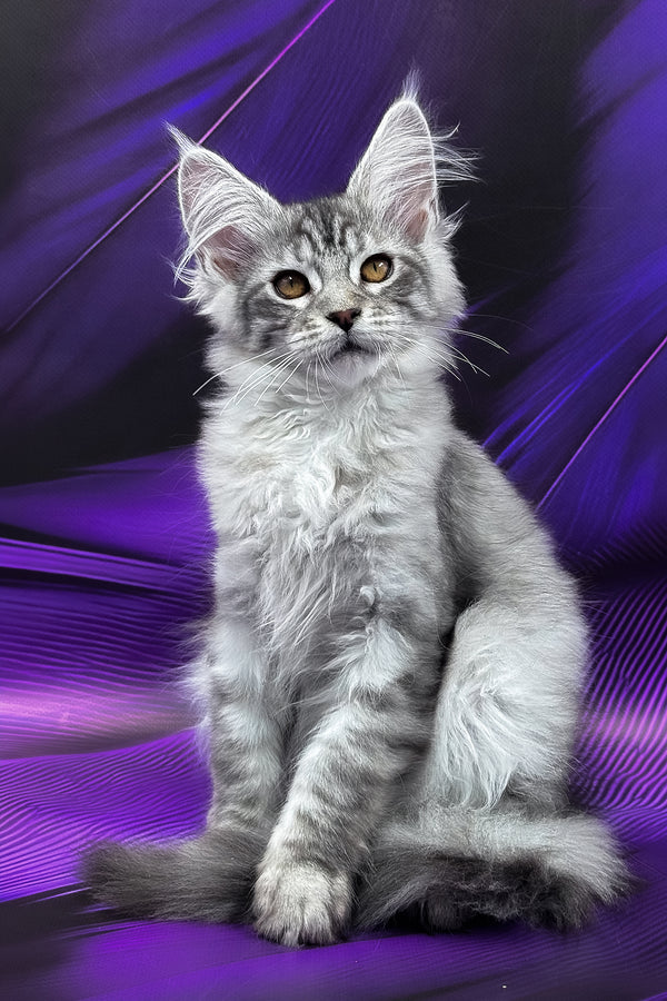Marcel | Maine Coon Kitten