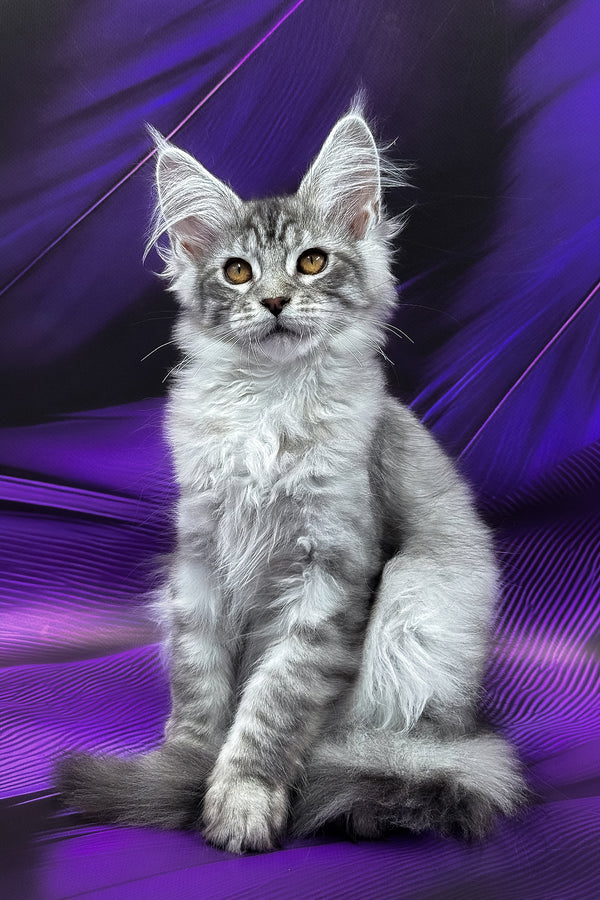 Marcel | Maine Coon Kitten
