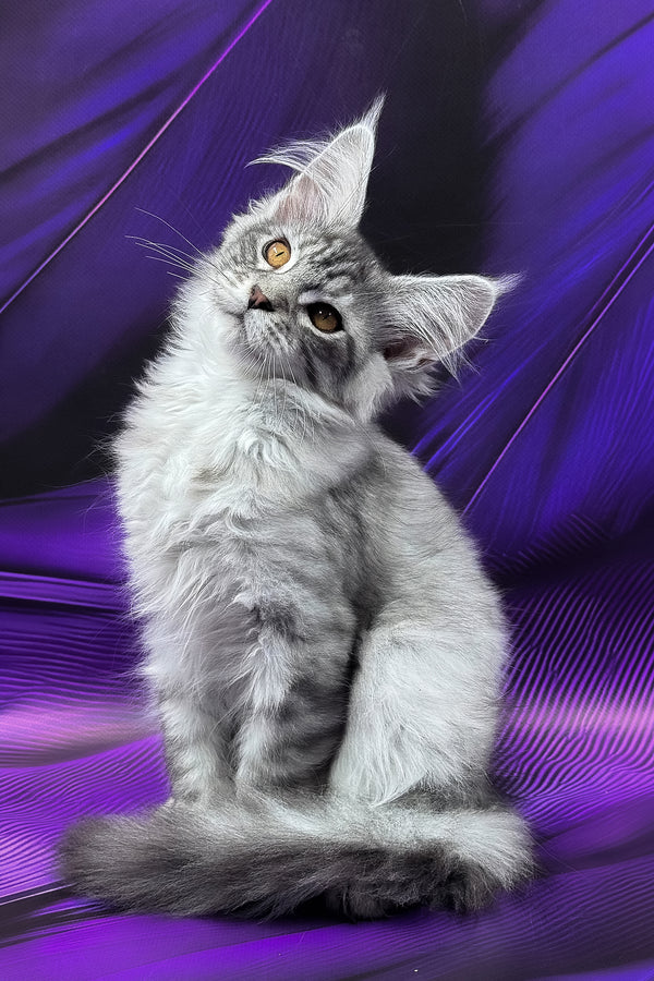 Marcel | Maine Coon Kitten