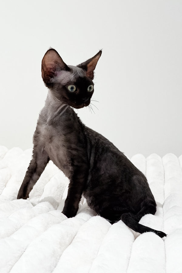 Marcia | Devon Rex Kitten