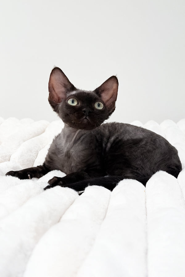 Marcia | Devon Rex Kitten
