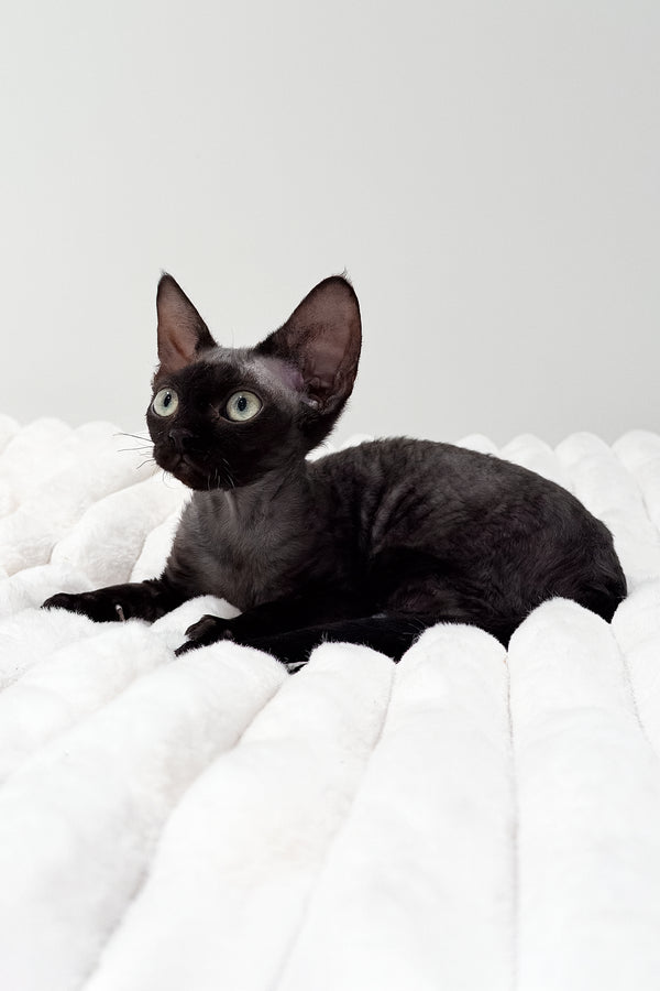 Marcia | Devon Rex Kitten