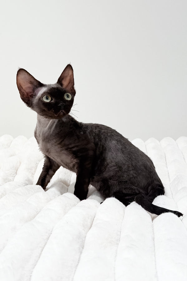 Marcia | Devon Rex Kitten