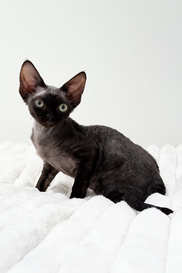 Marcia | Devon Rex Kitten