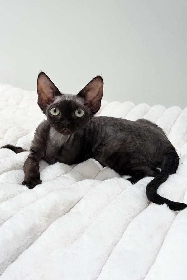 Marcia | Devon Rex Kitten