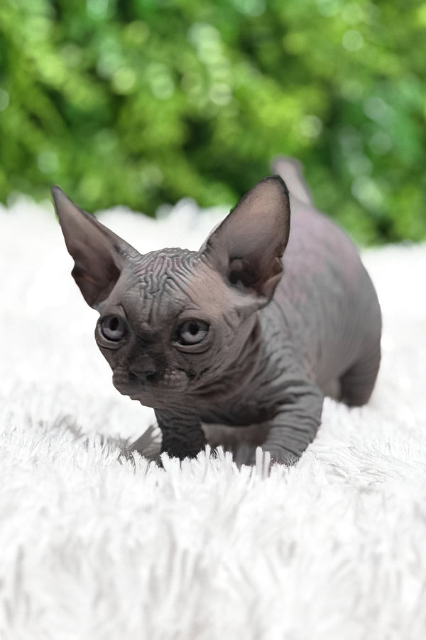 Margaret | Canadian Sphynx Kitten
