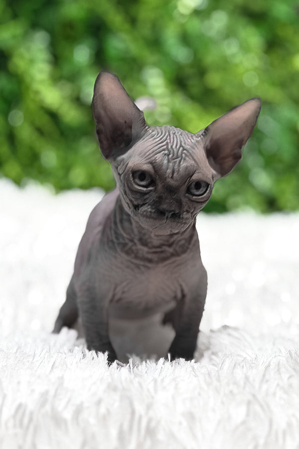Margaret | Canadian Sphynx Kitten