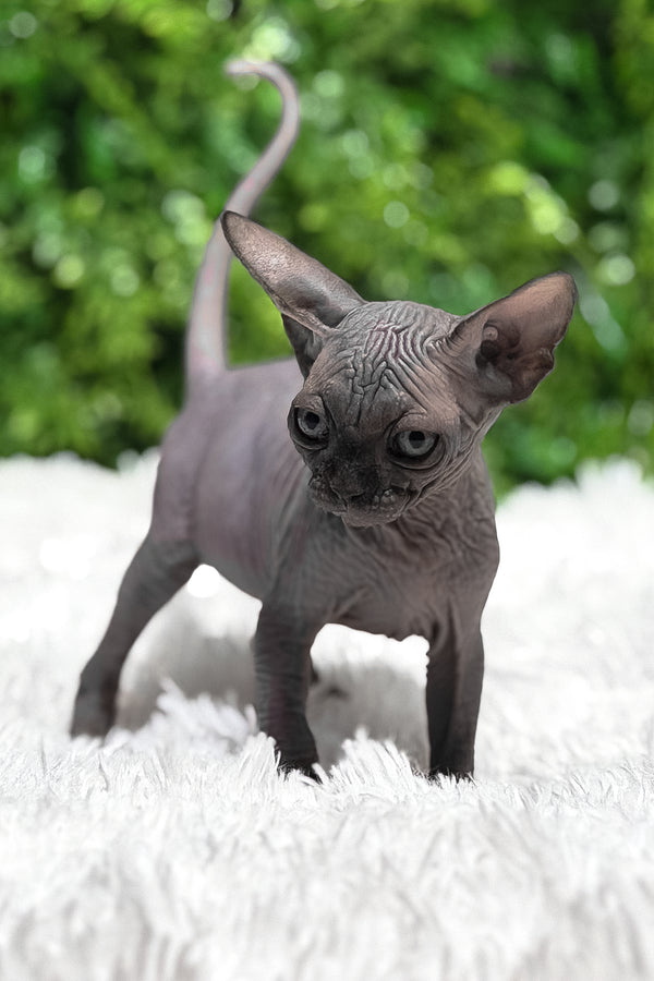 Margaret | Canadian Sphynx Kitten