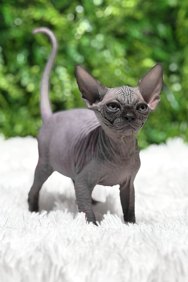 Margaret | Canadian Sphynx Kitten