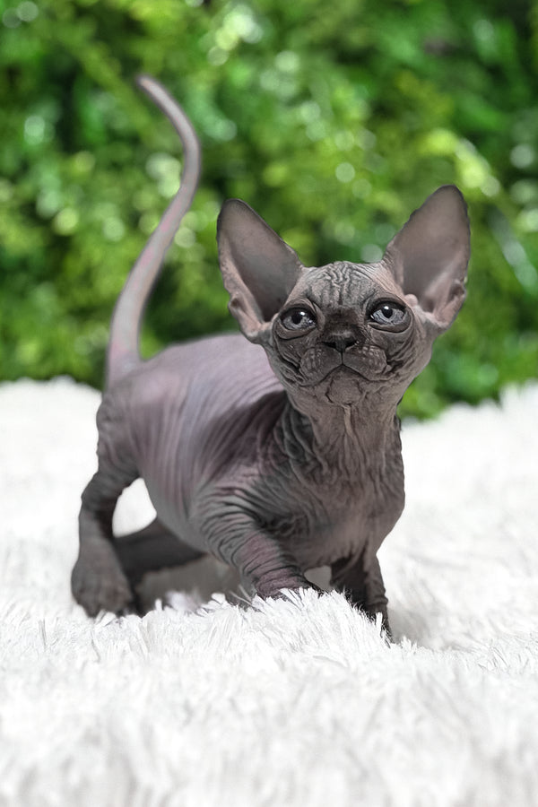 Margaret | Canadian Sphynx Kitten