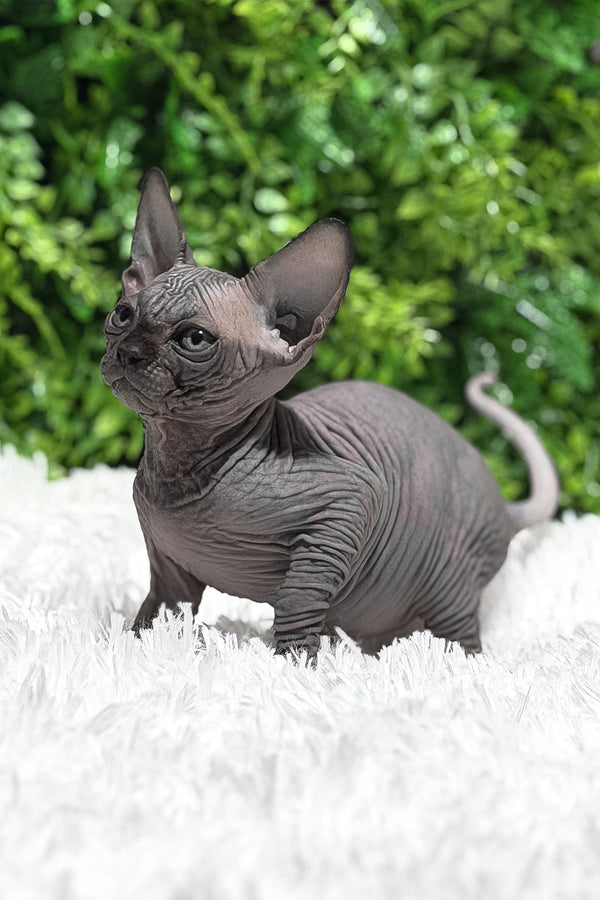 Margaret | Canadian Sphynx Kitten