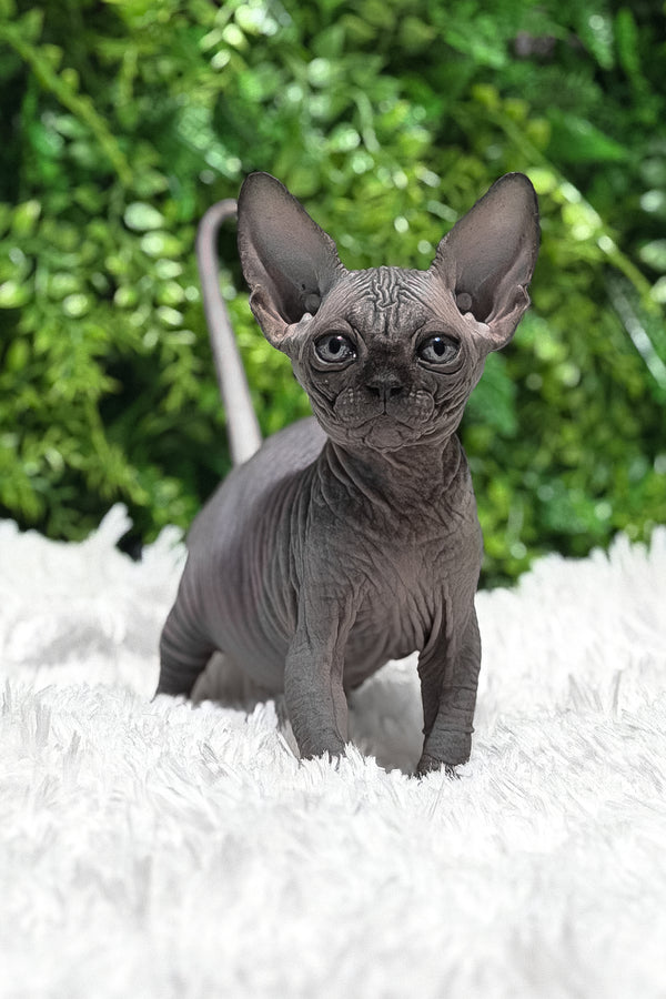 Margaret | Canadian Sphynx Kitten