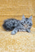 Marisska | Maine Coon Kitten