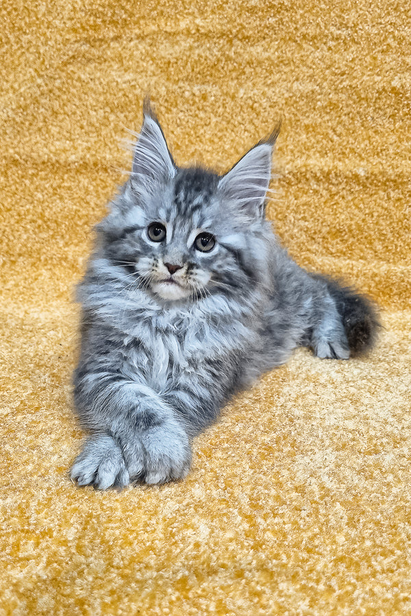 Marisska | Maine Coon Kitten