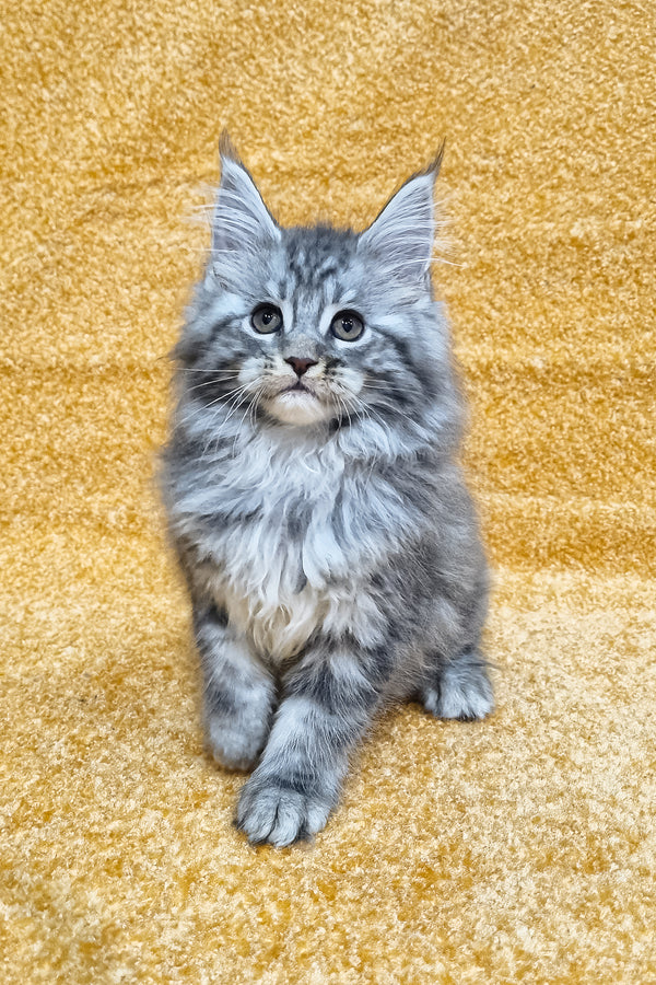 Marisska | Maine Coon Kitten
