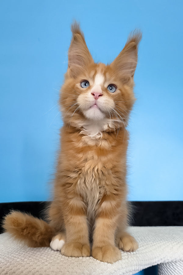 Mark | Maine Coon Kitten