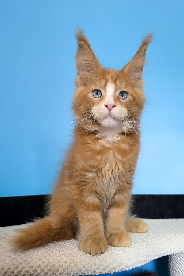 Mark | Maine Coon Kitten