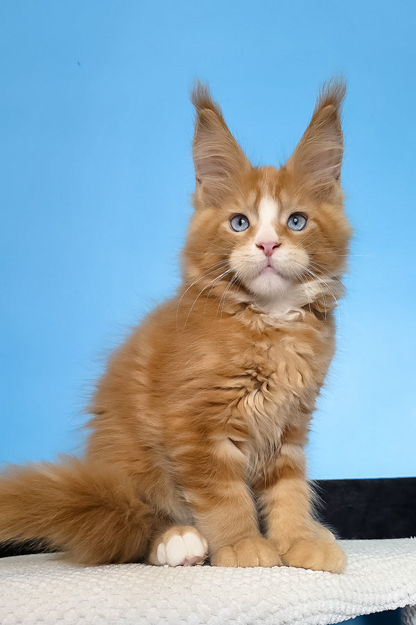 Mark | Maine Coon Kitten