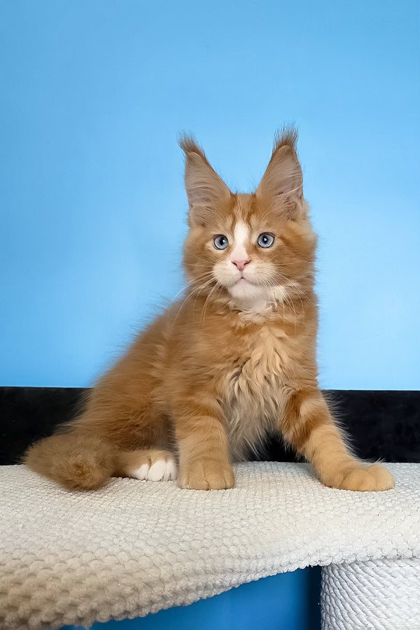 Mark | Maine Coon Kitten