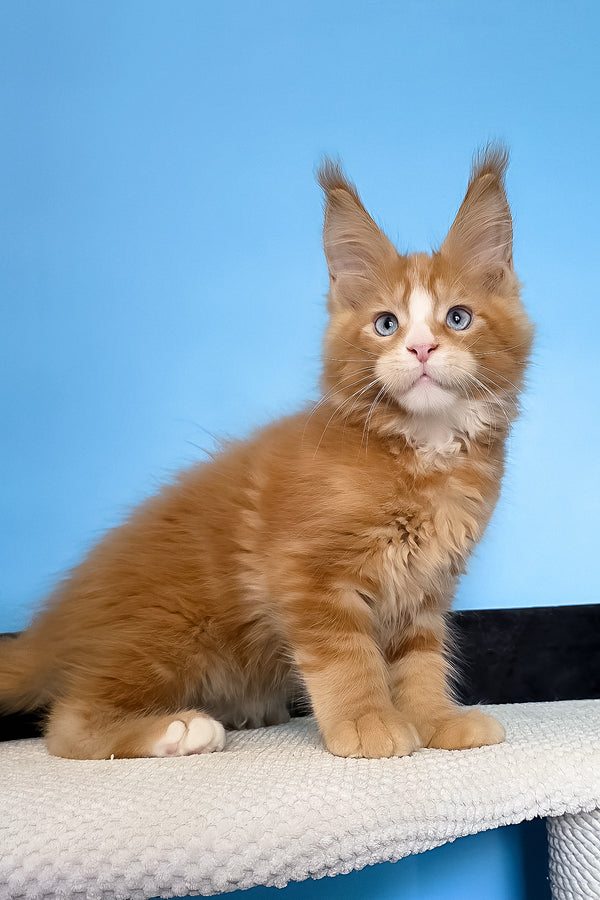 Mark | Maine Coon Kitten