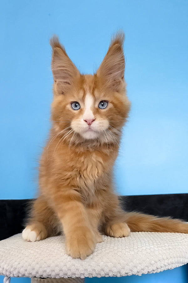 Mark | Maine Coon Kitten