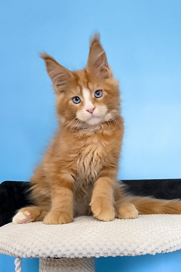 Mark | Maine Coon Kitten
