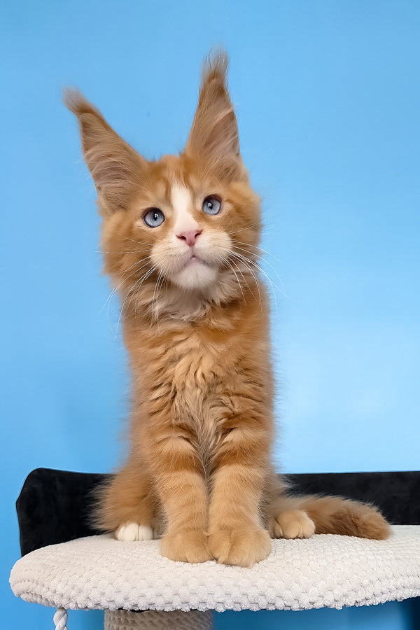 Mark | Maine Coon Kitten