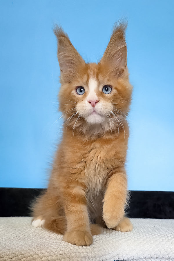 Mark | Maine Coon Kitten