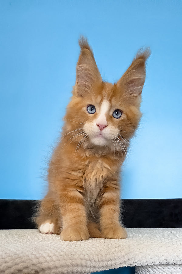 Mark | Maine Coon Kitten
